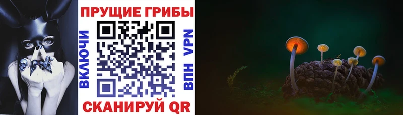 Галлюциногенные грибы Psilocybe  Удомля 